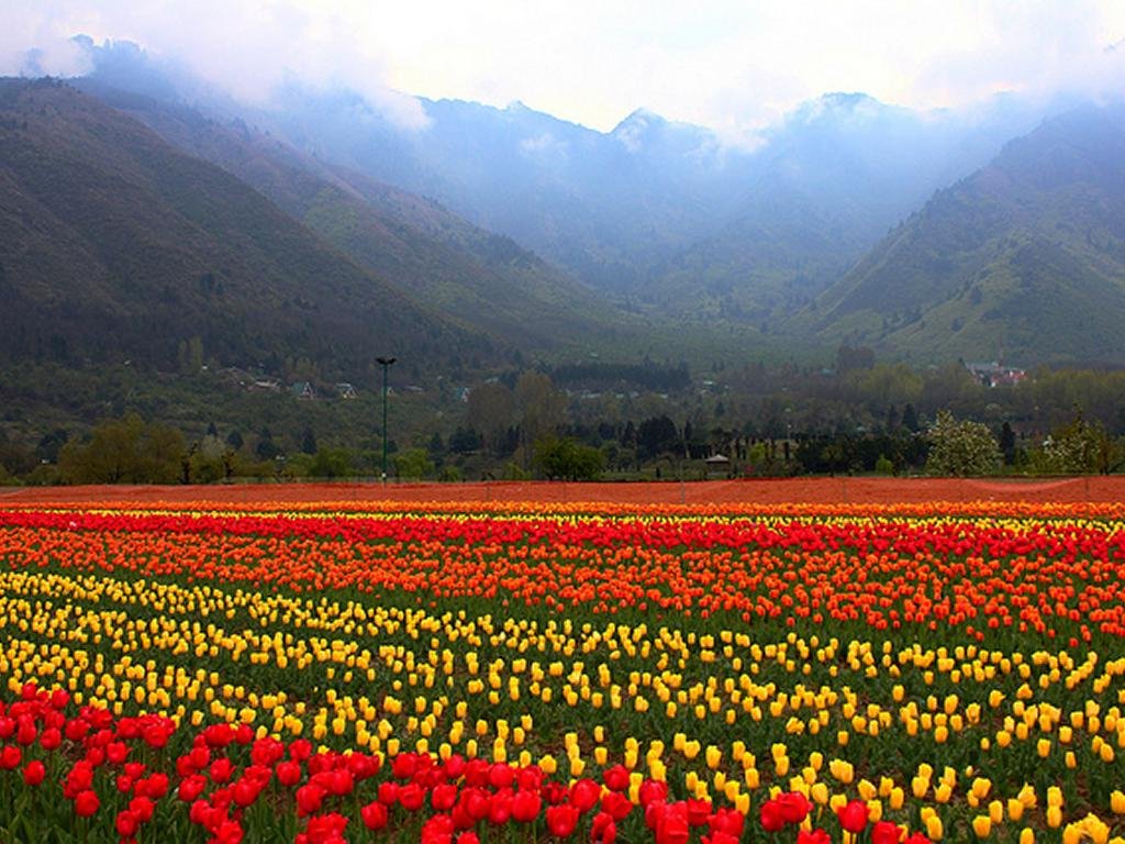 Traveltoexplore Srinagar Package